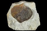 Fossil Leaf (Zizyphoides) - Montana #113169-1